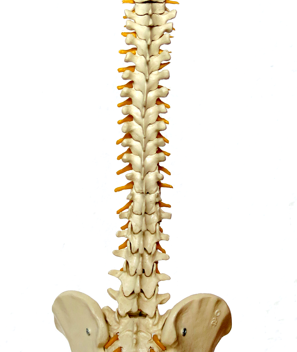 Spine-1 - Transitions Chiropractic Newcastle